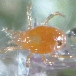 Triple Threat Mite Predators, 500 Count