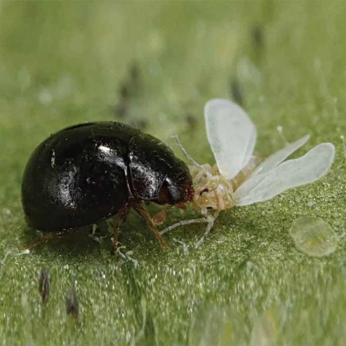 BioBee BioLacewings 2 BioBee BioLacewings - Image 2