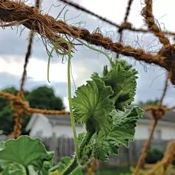 Gardening Shop -Gardening Shop vp coconet 1