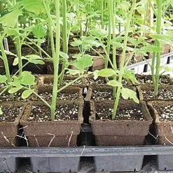 CowPots Biodegradable Pots -Gardening Shop vp cp 3