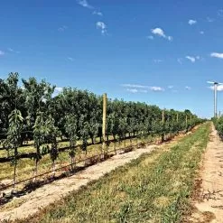 DuraLine Monofilament Trellis Line 7 DuraLine Monofilament Trellis Line -Gardening Shop vp duraline 3