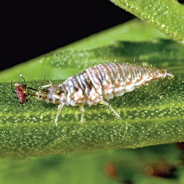 Green Lacewings 1 Green Lacewings
