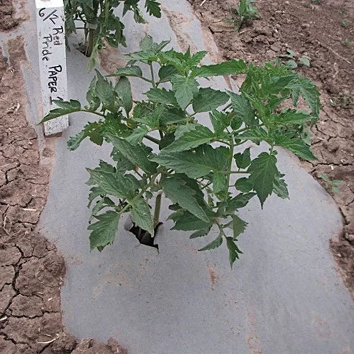 Biodegradable Paper Mulch 4 Biodegradable Paper Mulch - Image 4