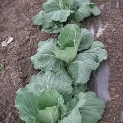 Biodegradable Paper Mulch 13 Biodegradable Paper Mulch -Gardening Shop vp pprmlch 4