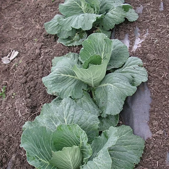 Biodegradable Paper Mulch 5 Biodegradable Paper Mulch - Image 5