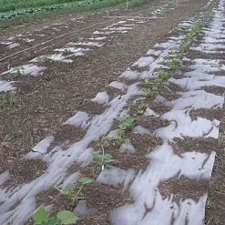 Biodegradable Paper Mulch 17 Biodegradable Paper Mulch -Gardening Shop vp pprmlch 8