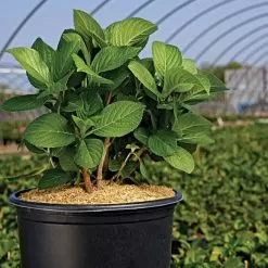 Rice Hull Bales -Gardening Shop vp rhb 3