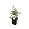 ITML Deep Perennial Pot