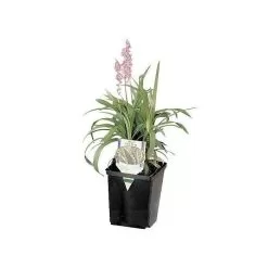 ITML Deep Perennial Pot