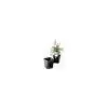 ITML Kordlok Deep Perennial Pots