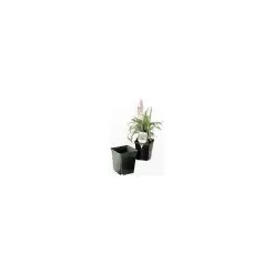 ITML Kordlok Deep Perennial Pots
