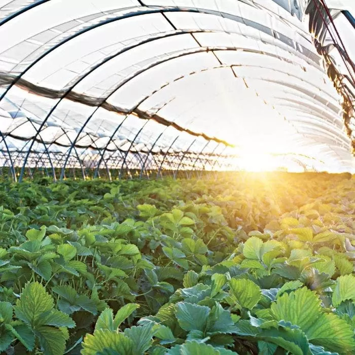 Poly Grow Uvairad Sunsaver 4Yr 6Mil Clear 36' X 80' 1 Poly Grow Uvairad Sunsaver 4Yr 6Mil Clear 36' X 80'