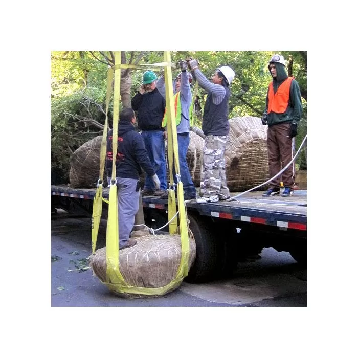Tree Tote Plant Lift Sling 3 Tree Tote Plant Lift Sling - Image 3