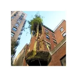 Tree Tote Plant Lift Sling 7 Tree Tote Plant Lift Sling -Gardening Shop vp ttls 3