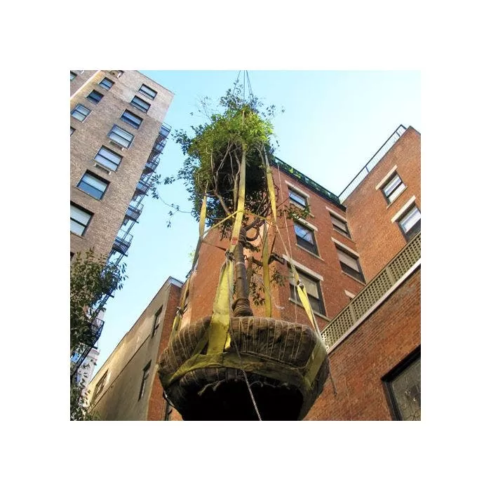 Tree Tote Plant Lift Sling 4 Tree Tote Plant Lift Sling - Image 4