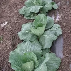 Biodegradable Paper Mulch, 3 Feet X 250 Feet -Gardening Shop wg36250f 4