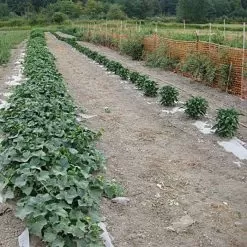 Biodegradable Paper Mulch, 3 Feet By 500 Feet 16 Biodegradable Paper Mulch, 3 Feet By 500 Feet -Gardening Shop wg36500f 7