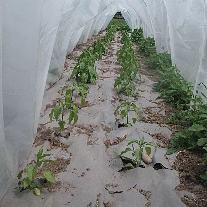 Biodegradable Paper Mulch, 4 Feet By 100 Feet 2 Biodegradable Paper Mulch, 4 Feet By 100 Feet - Image 2