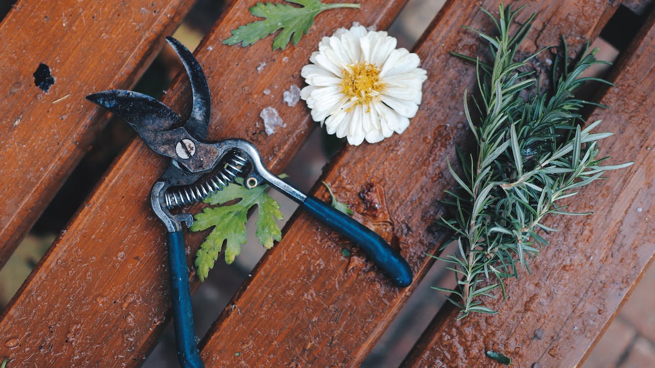 Gardening Shop -Gardening Shop pexels zeynep gul ceylan 19214653